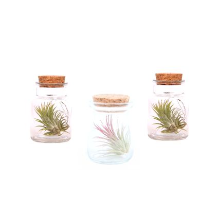 Tillandsia - Mix van 3 - Luchtplantjes in glazen decoratief flesje