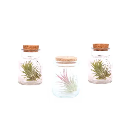 Tillandsia - Mix van 3 - Luchtplantjes in glazen decoratief flesje 5