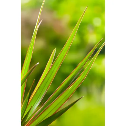 Dracaena Marginata - Drakenbloedboom - Pot 17cm - Hoogte 70-80cm 3