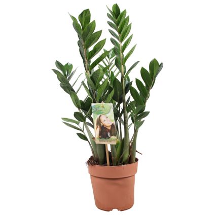 Zamioculcas Zamiifolia - ZZ-plant - Kamerplant - Pot 17cm - Hoogte 55-65cm