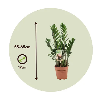 Zamioculcas Zamiifolia - ZZ-plant - Kamerplant - Pot 17cm - Hoogte 55-65cm 2