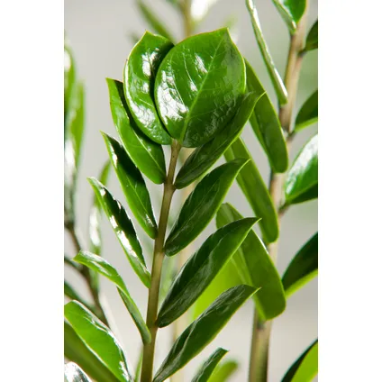 Zamioculcas Zamiifolia - ZZ-plant - Kamerplant - Pot 17cm - Hoogte 55-65cm 3