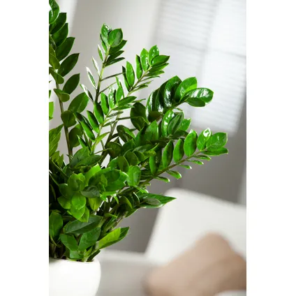 Zamioculcas Zamiifolia - ZZ-plant - Kamerplant - Pot 17cm - Hoogte 55-65cm 4