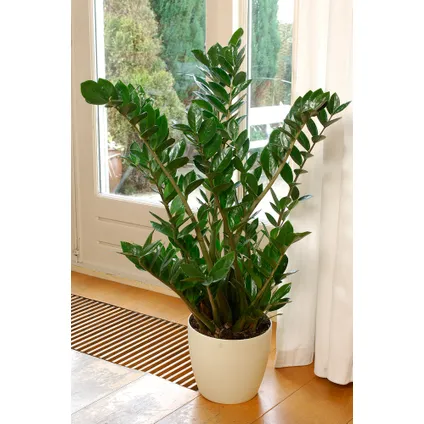 Zamioculcas Zamiifolia - ZZ-plant - Kamerplant - Pot 17cm - Hoogte 55-65cm 6