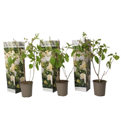 Hydrangea Paniculata Phantom - Hortensia - Set de 3 - Jardin - ⌀9cm - H25-40cm