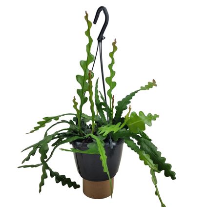 Epiphyllum Anguliger - Zaagcactus - Succulent - Pot 15cm - Hoogte 30-40cm