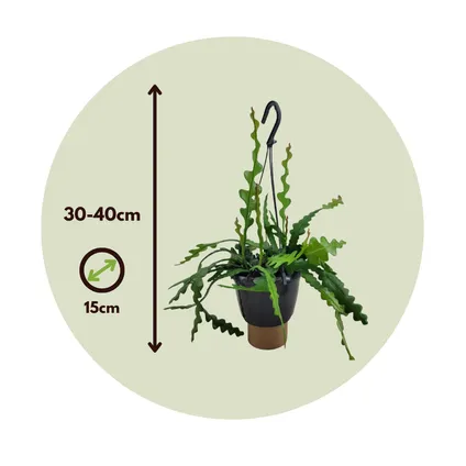Epiphyllum Anguliger - Zaagcactus - Succulent - Pot 15cm - Hoogte 30-40cm 2