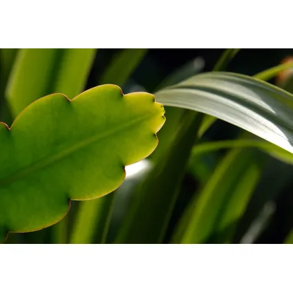 Epiphyllum Anguliger - Zaagcactus - Succulent - Pot 15cm - Hoogte 30-40cm 3
