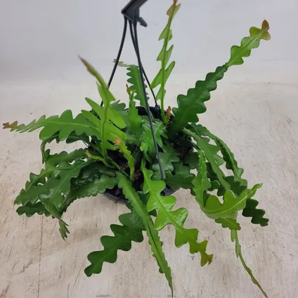 Epiphyllum Anguliger - Zaagcactus - Succulent - Pot 15cm - Hoogte 30-40cm 6