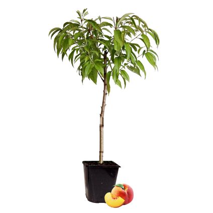 Prunus persica 'Bonanza'- Dwergperzikboom - ⌀14cm - Hoogte 60-70cm