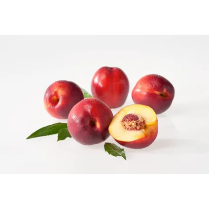 Prunus persica 'Bonanza'- Dwergperzikboom - ⌀14cm - Hoogte 60-70cm 4