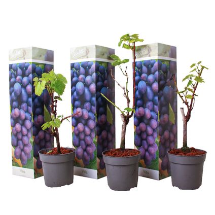 Druivenplanten - Set van 3 - Vitis Vinifera - Blauw - Pot 9cm - Hoogte 25-40cm