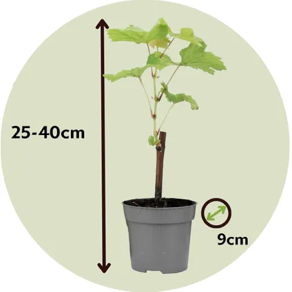 Druivenplanten - Set van 3 - Vitis Vinifera - Blauw - Pot 9cm - Hoogte 25-40cm 2
