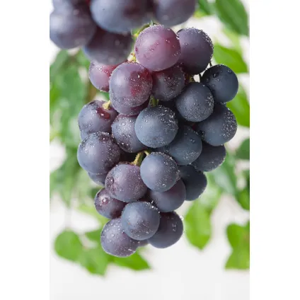 Druivenplanten - Set van 3 - Vitis Vinifera - Blauw - Pot 9cm - Hoogte 25-40cm 3