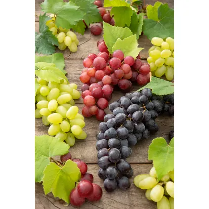 Druivenplanten - Set van 3 - Vitis Vinifera - Blauw - Pot 9cm - Hoogte 25-40cm 4