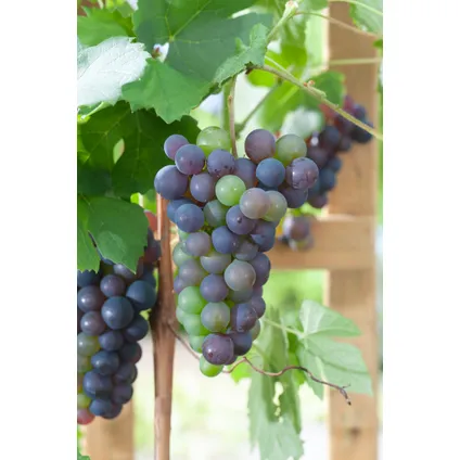 Druivenplanten - Set van 3 - Vitis Vinifera - Blauw - Pot 9cm - Hoogte 25-40cm 6
