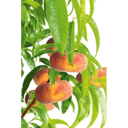 Prunus Persica 'Saturne' - Perzikboom - Set van 2 - Pot 15 cm - Hoogte 60-70cm 3