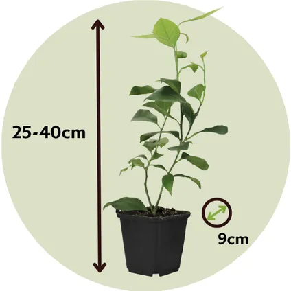 Citrus aurantifolia Limoen - Citroenboom - Set van 3 - Pot 9cm - Hoogte 25-40cm 2