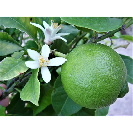Citrus aurantifolia Limoen - Citroenboom - Set van 3 - Pot 9cm - Hoogte 25-40cm 3
