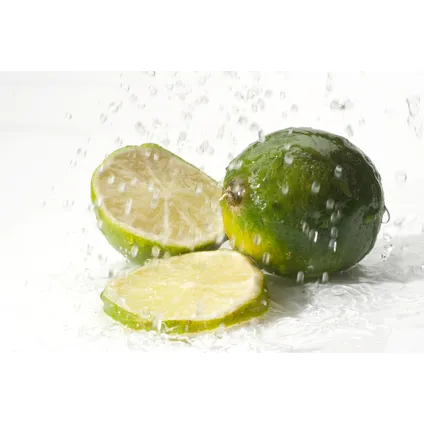 Citrus aurantifolia Lime - Citronnier - Set de 3 - Pot 9cm - Hauteur 25-40cm 4