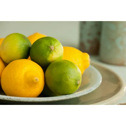 Citrus aurantifolia Limoen - Citroenboom - Set van 3 - Pot 9cm - Hoogte 25-40cm 5