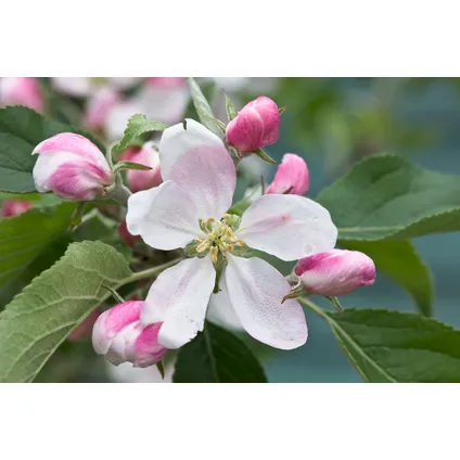 Appelbomen - Set van 3 - Braeburn Golden Delicious Gala - ⌀9cm - Hoogte 60-70cm 3