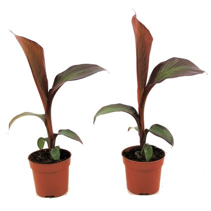 Musa Maurelli - Set van 2 - Bananenplanten - Pot 9cm - Hoogte 20-30cm