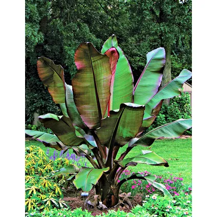 Musa Maurelli - Set van 2 - Bananenplanten - Pot 9cm - Hoogte 20-30cm 5