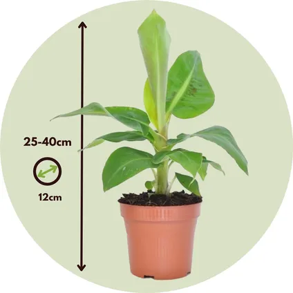 Musa 'Oriental Dwarf' - Set van 4 - Bananenplanten - Pot 12cm - Hoogte 25-40cm 2