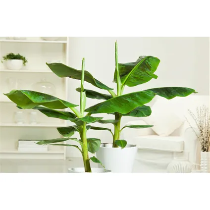 Musa 'Oriental Dwarf' - Set van 4 - Bananenplanten - Pot 12cm - Hoogte 25-40cm 3