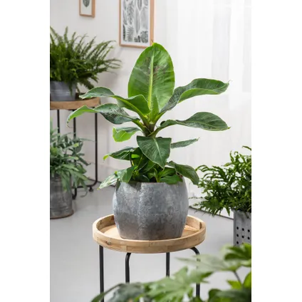 Musa 'Oriental Dwarf' - Set van 4 - Bananenplanten - Pot 12cm - Hoogte 25-40cm 4
