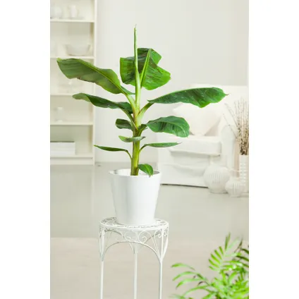 Musa 'Oriental Dwarf' - Set van 4 - Bananenplanten - Pot 12cm - Hoogte 25-40cm 5