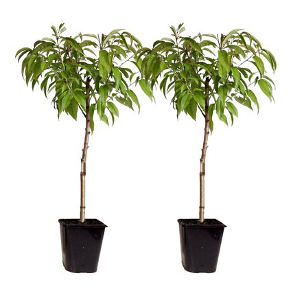 Prunus persica 'Bonanza' - Set van 2 - Dwergperzikboom - ⌀15cm - Hoogte 60-70cm