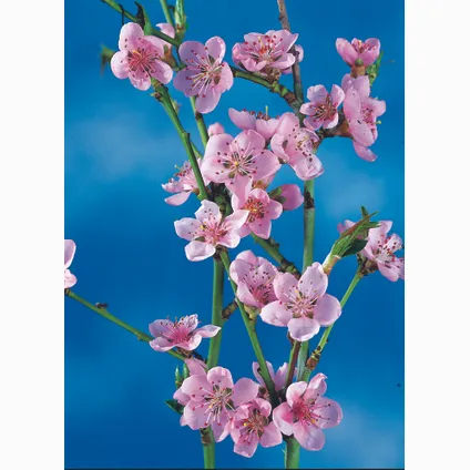 Prunus persica 'Bonanza' - Set van 2 - Dwergperzikboom - ⌀15cm - Hoogte 60-70cm 4