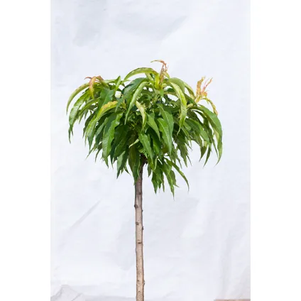Prunus persica 'Bonanza' - Set van 2 - Dwergperzikboom - ⌀15cm - Hoogte 60-70cm 5
