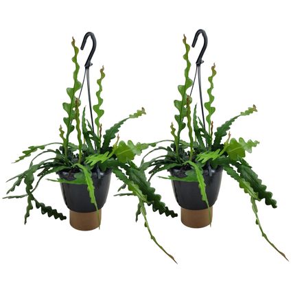 Epiphyllum Anguliger - Set de 2 - Cactées vues - Pot 15cm - Hauteur 30-40cm