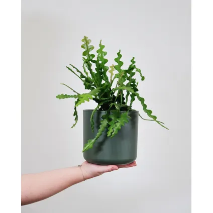 Epiphyllum Anguliger - Set van 2 - Zaagcactus - Pot 15cm - Hoogte 30-40cm 5