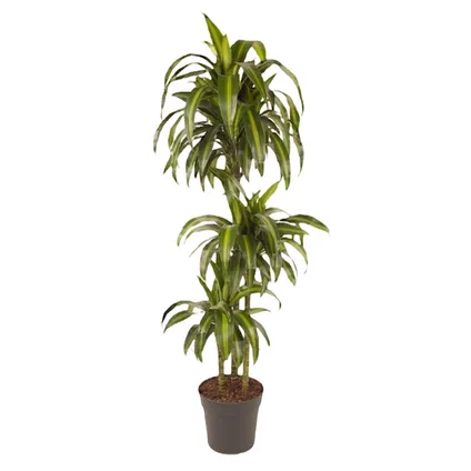 Dracaena fragrans 'Hawaiian Sunshine' - Pot 24cm - Hoogte 130-140cm