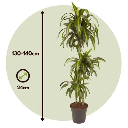 Dracaena fragrans 'Hawaiian Sunshine' - Pot 24cm - Hoogte 130-140cm 2