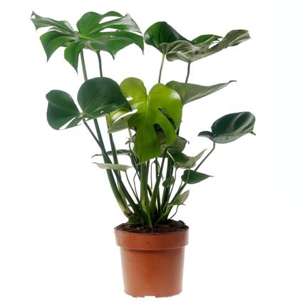 Monstera Deliciosa - Gatenplant - Pot 17cm - Hoogte 50-60cm