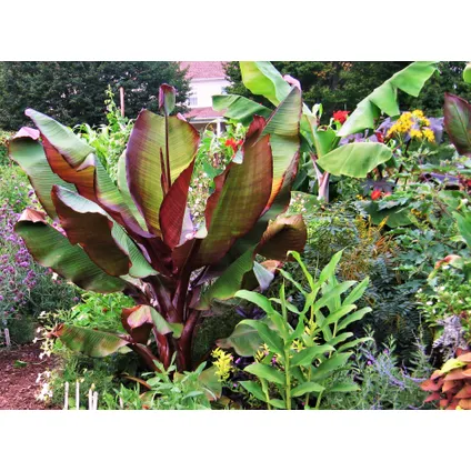 Musa ensete Maurelli - Set van 4 - Bananenplanten - Pot 9cm - Hoogte 20-30cm 6