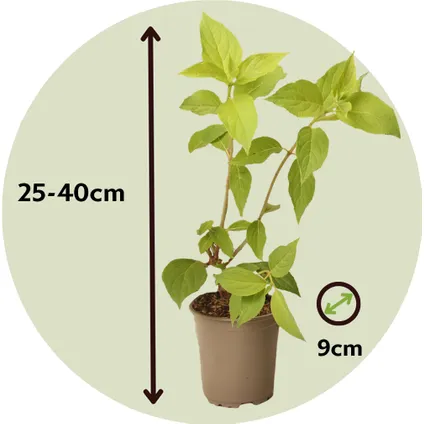 Hortensia Paniculata 'Silver Dollar' - Set van 3 - Pot 9cm - Hoogte 25-40cm 2