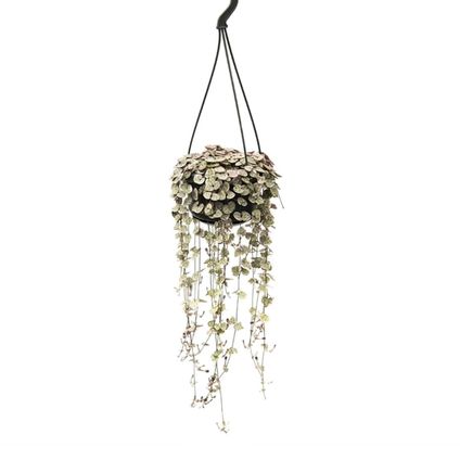 Ceropegia Woodii - Plante lanterne chinoise - Pot 14cm - Hauteur 10-20cm