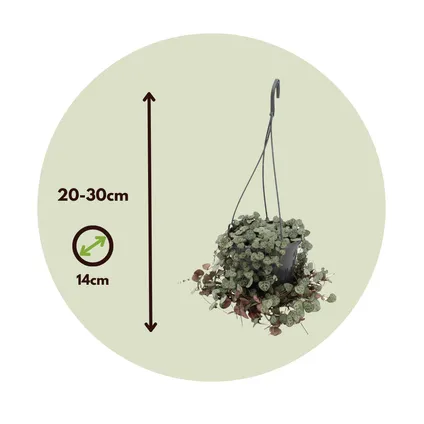 Ceropegia Woodii - Plante lanterne chinoise - Pot 14cm - Hauteur 10-20cm 2