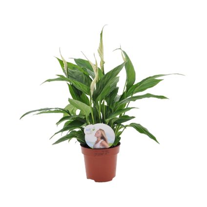 Spathiphyllum Lima - Lepelplant - Pot 12cm - Hoogte 30-45cm