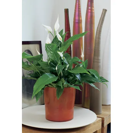 Spathiphyllum 'Torelli' - Lepelplant - Pot 12cm - Hoogte 30-45cm 4