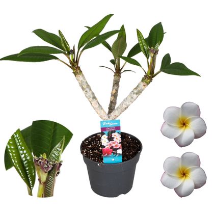 Plumeria Frangipani Paars - Hawaii - Pot 17cm - Hoogte 55-70cm
