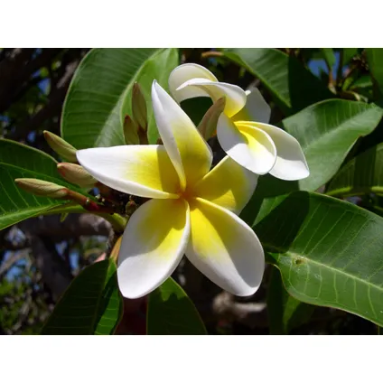 Plumeria Frangipani Paars - Hawaii - Pot 17cm - Hoogte 55-70cm 3