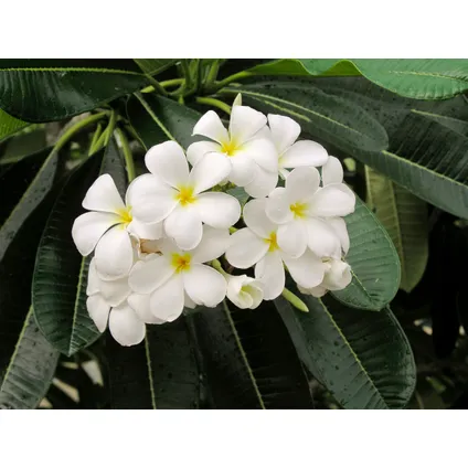 Plumeria Frangipani Paars - Hawaii - Pot 17cm - Hoogte 55-70cm 4