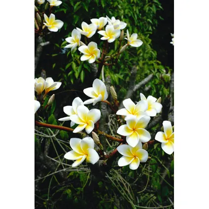 Plumeria Frangipani Paars - Hawaii - Pot 17cm - Hoogte 55-70cm 5